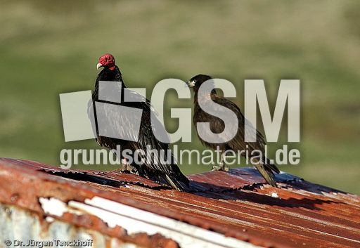 Truthahngeier (1 von 2).jpg